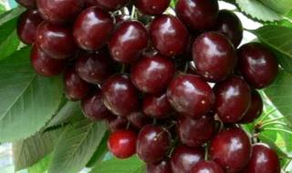 樱桃树价格 樱桃树价格