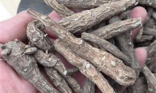 雪上一枝蒿 雪上一枝蒿