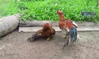 男子高速与公鸡打架 男子高速与公鸡打架